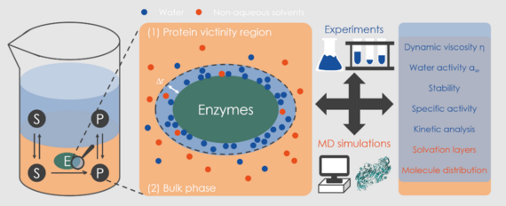 Biocatalysis And Bioprocessing – Institute Of Technical Chemistry ...