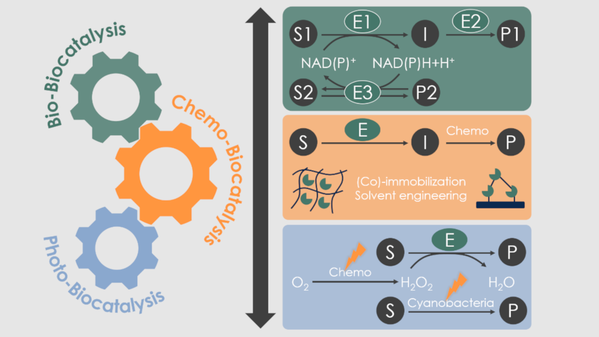 Biocatalysis And Bioprocessing – Institute Of Technical Chemistry ...